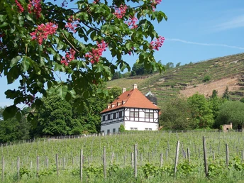 Weingut Hoflößnitz & Weinbaumuseum