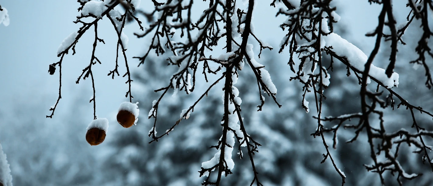 schneebedeckter Weißdorn