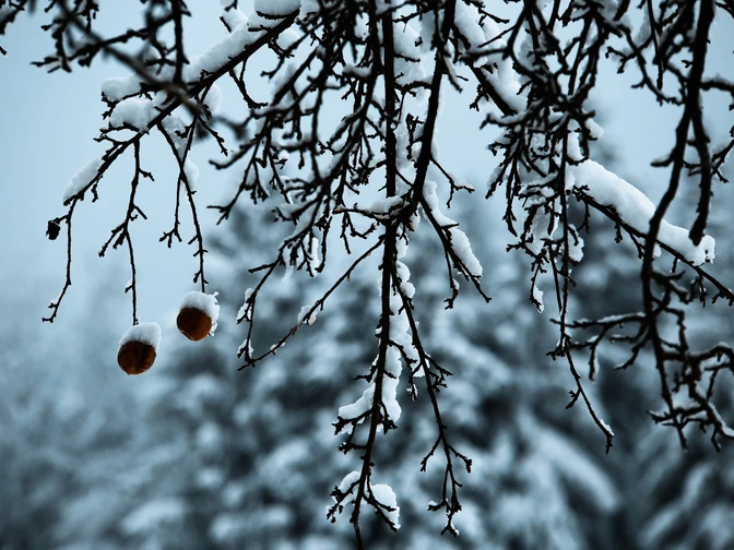 schneebedeckter Weißdorn