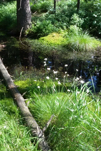 Hochmoor Kleiner Kranichsee Johanngeorgenstadt