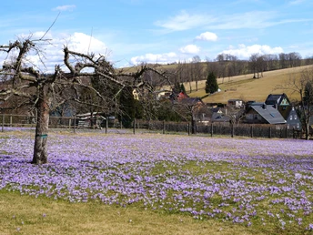 Drebacher Krokuswiesen