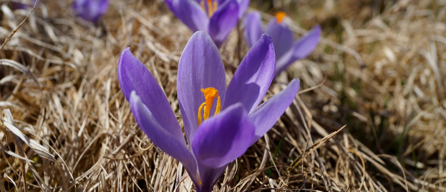 Krokus in Schlößchen