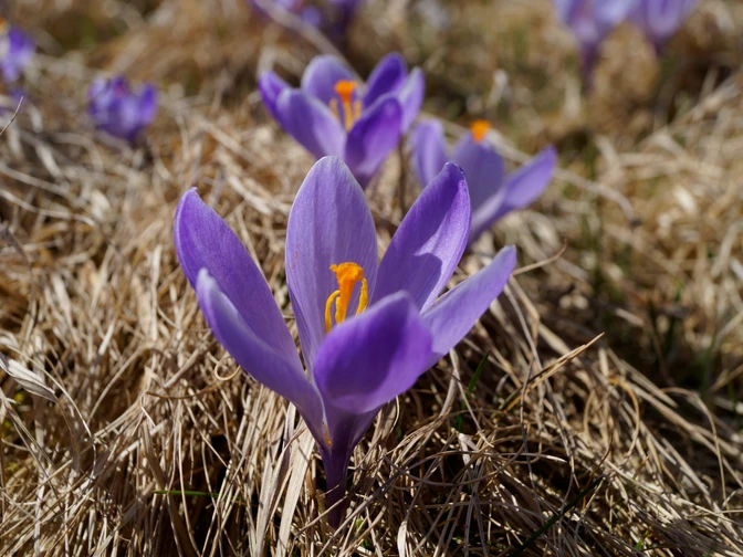 Krokus in Schlößchen