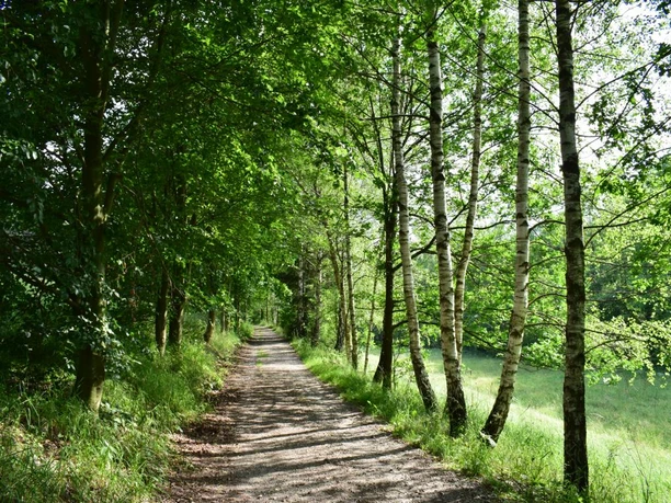 Auf dem Weg zum Abtwald bei Burkhardtsdorf