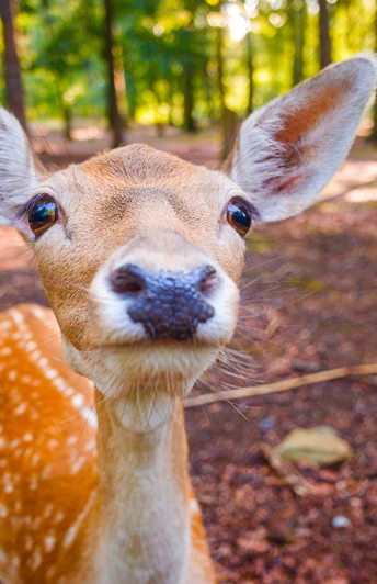 Reh im Wildgehege im Albertpark