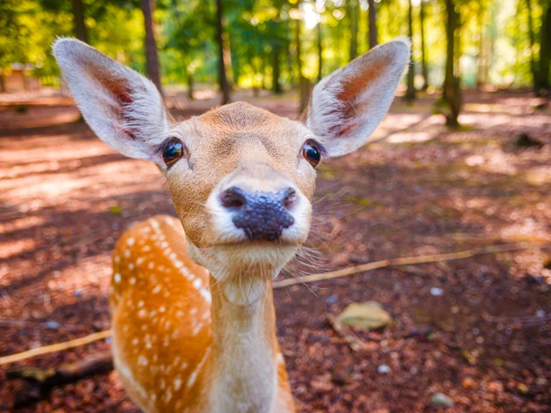 Reh im Wildgehege im Albertpark