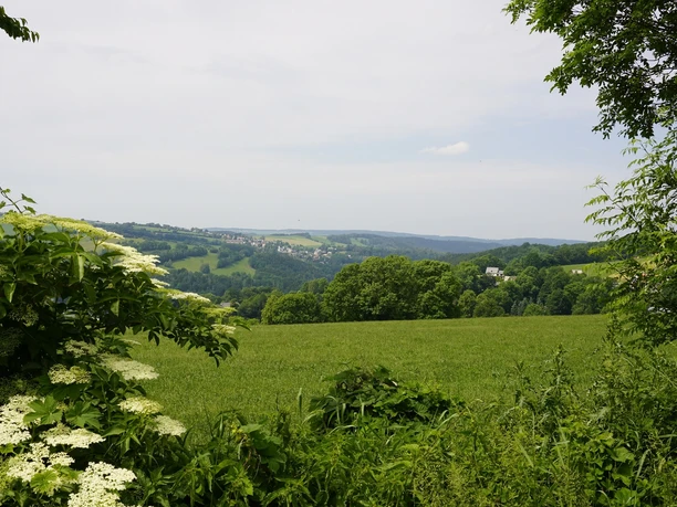 Grünhaichichen