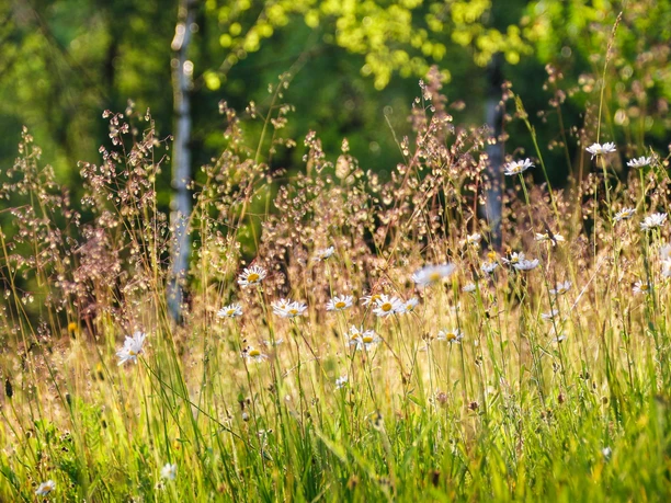 Bergwiesen bei Altenberg