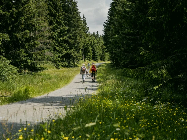 Wandern im Erzgebirgswald