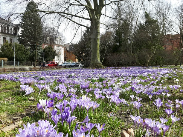 Krokuswiese Zittau Krokuswiese Zittau