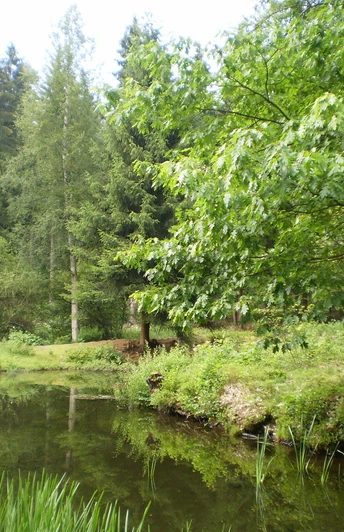 Ringwallinsel (Altes Schloss) bei Adorf