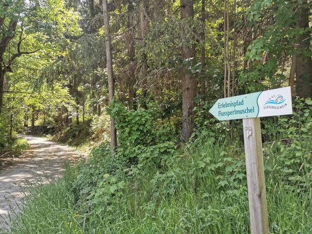Erlebnispfad Flussperlmuschel