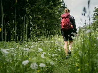 am Waldrand unterwegs