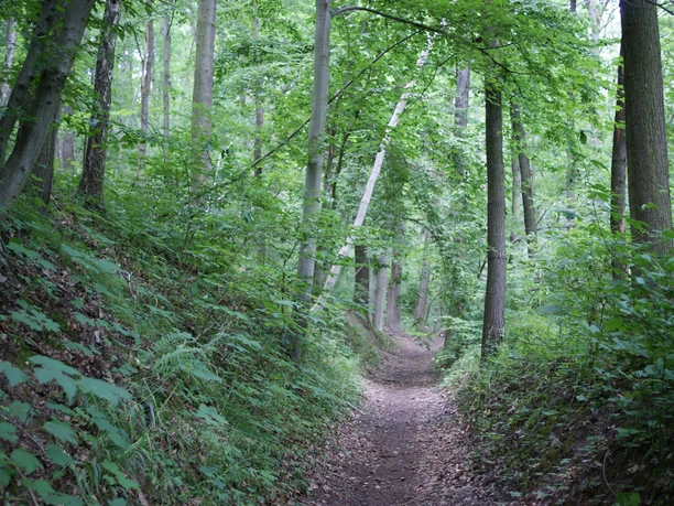 Eselsweg bei Bad Köstritz