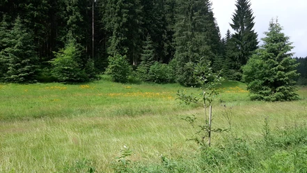 Zinsbachtal am Jungfernsprung