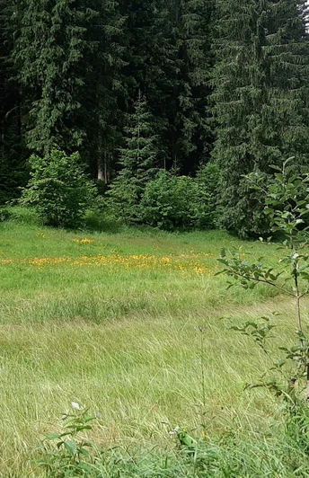 Zinsbachtal am Jungfernsprung
