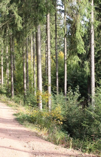 Pionierweg zum Christelgrund zwischen Thalheim und Zwönitz