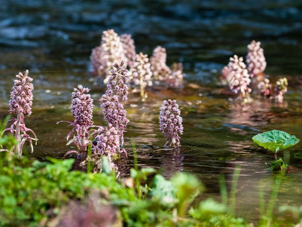 Blüten der Roten Pestwurz