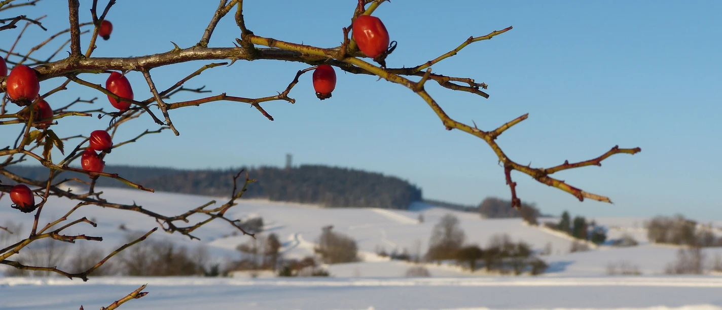 Winterlandschaft bei HInterhermsdorf
