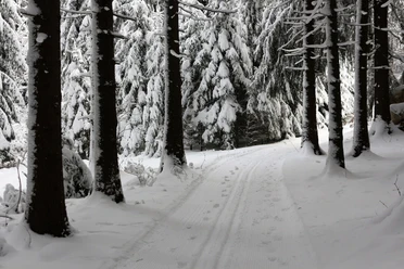 Winterwald bei Sebnitz