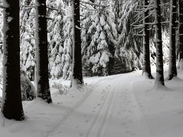 Winterwald bei Sebnitz