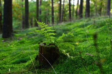 Natur Detailaufnahme