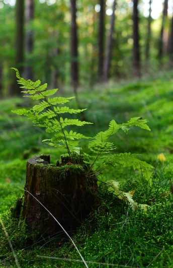 Natur Detailaufnahme