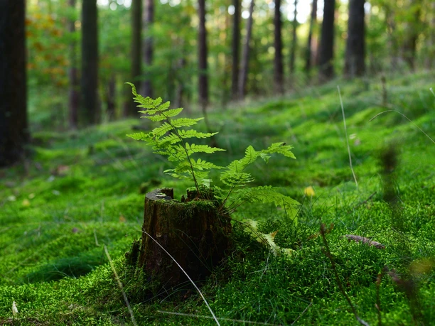Natur Detailaufnahme