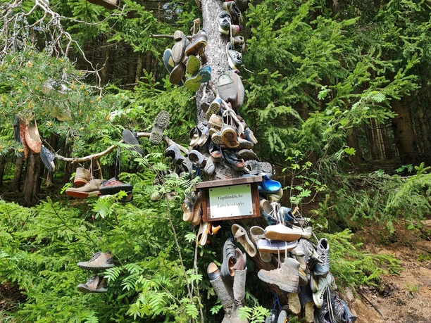 Latschenkiefer im Zinsbachtal