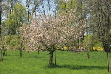 Gravensteinerbaum