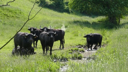 Wasserbüffel am Auenweiden-Wanderweg