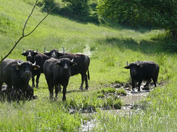 Wasserbüffel am Auenweiden-Wanderweg