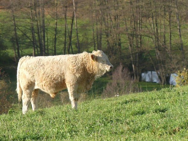 Rinder am Auenweiden-Wanderweg