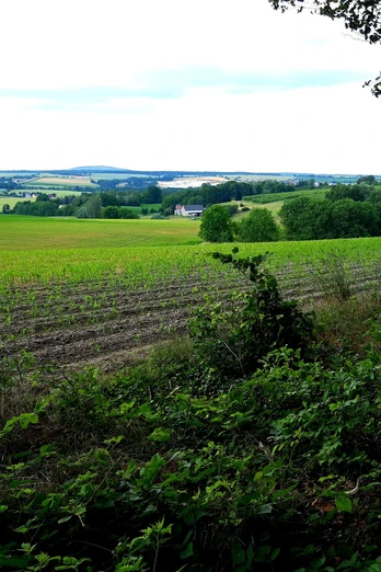 Kranichau in Mügeln