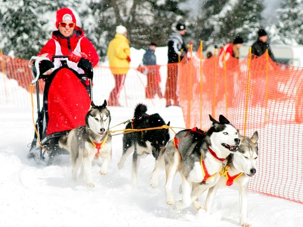 Internationales Schlittenhunderennen jährlich im Februar an der Schwartenbergloipe