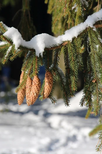 Winterlandschaft (3)