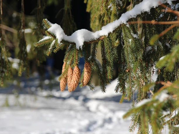 Winterlandschaft (3)