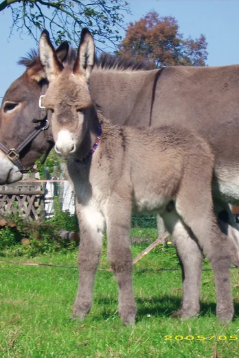 Eselhof Deutsch-Paulsdorf