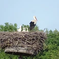 Storchennest in Übigau