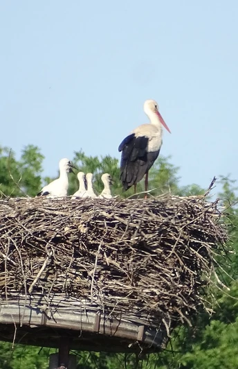 Storchennest in Übigau