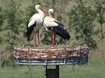 Storchennest in Brohna
