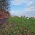 Waldweg neben grünem Hügel in ländlicher Gegend, blauer Himmel mit Wolken, ein Schaf auf der Wiese.