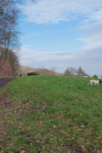 Waldweg neben grünem Hügel in ländlicher Gegend, blauer Himmel mit Wolken, ein Schaf auf der Wiese.