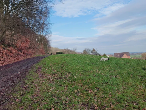 Waldweg neben grünem Hügel in ländlicher Gegend, blauer Himmel mit Wolken, ein Schaf auf der Wiese.