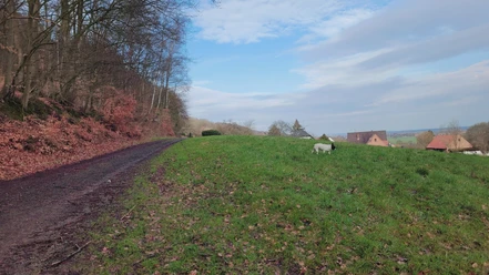 Waldweg Hille Waldweg neben grünem Hügel in ländlicher Gegend, blauer Himmel mit Wolken, ein Schaf auf der Wiese.