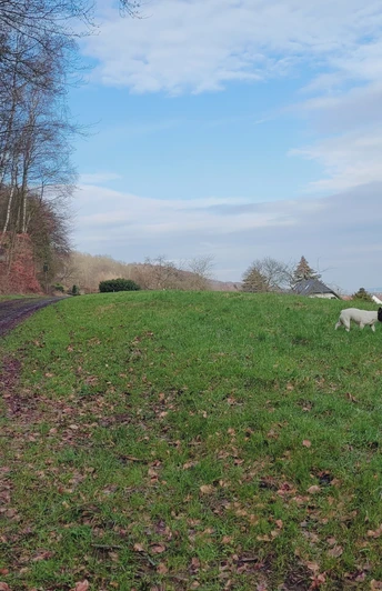 Waldweg Hille Waldweg neben grünem Hügel in ländlicher Gegend, blauer Himmel mit Wolken, ein Schaf auf der Wiese.
