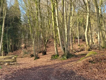 Waldweg Hille Ein erdiger Waldweg führt durch hohe, lichtere Birkenstämme, umgeben von trockenem Laub.