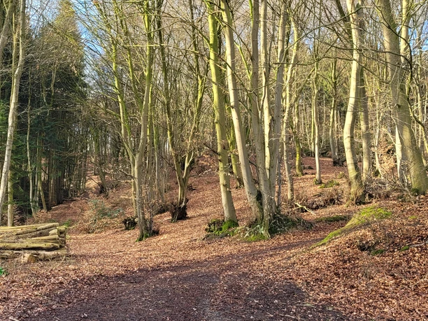 Waldweg Hille Ein erdiger Waldweg führt durch hohe, lichtere Birkenstämme, umgeben von trockenem Laub.