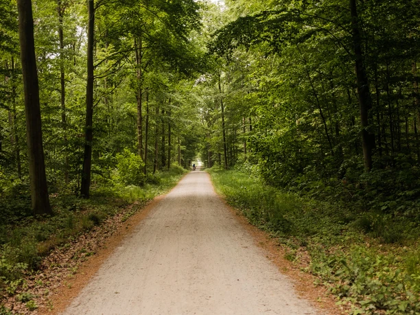 Fahrt mit dem Rad über den Steinernen Weg in den Friedewald
