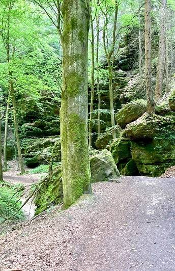 Wanderweg im Utttewalder Grund